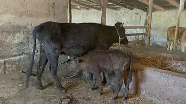 коровы с теленком: Продаю | Корова (самка) | Полукровка | Для молока | Привязанные — 6