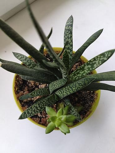 Алоэ: Суккулент в горшке: гастерия (Gasteria) с деткой седума - Компактное — 1