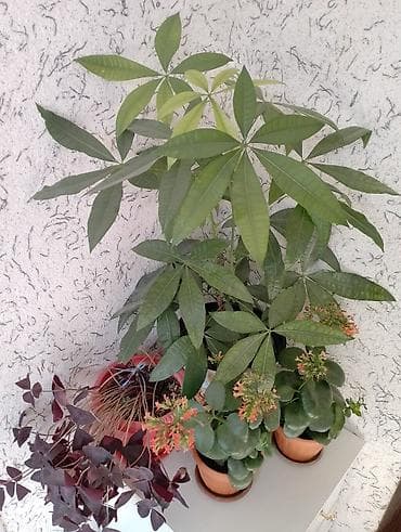 Каланхоэ: Джалал абад — 10