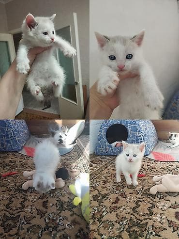 аванта кошка: Котята-домоседы, короткошёрстные, от домашней кошки. Окрас на выбор: - — 4