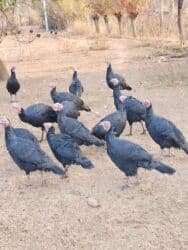 продажа щенков немецкой овчарки с документами в бишкеке: Кара ханзаада уроонго эт багытында — 3