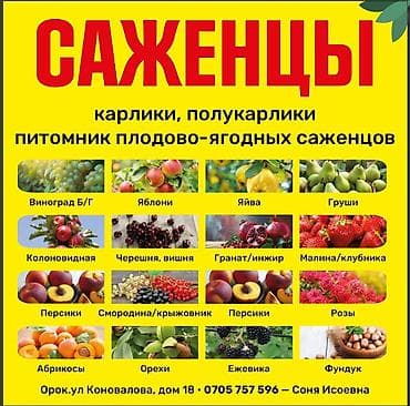 индийское: Плодово-ягодный питомник — саженцы всех видов. Большой выбор — 2