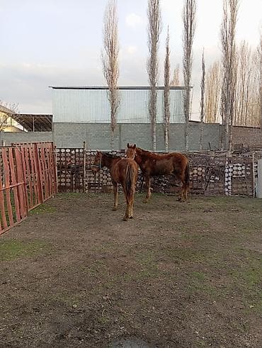 Животные: Продаю | Жеребенок | Рабочий — 2