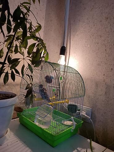 другие животные: Волнистые попугаи. В комплекте клетка, кормушка и т д. учатся — 5