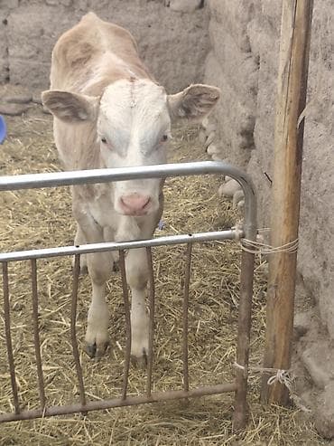 кекилик бишкек: Сатам | Музоо | Бордоп семиртүү үчүн | Жасалма уруктандырылган — 3