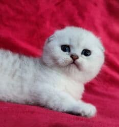 мышык фото: Скотиш Фолд (Шотландиялык шалпаң кулак), 2 айлык, Эркек, Күмүш өңдүү шиншилла — 10