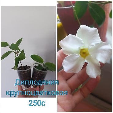 моно калисо: Комнатные цветы в стаканчиках: 1) Глоксиния (Sinningia speciosa) с — 1