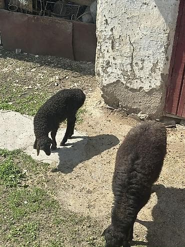 алабай сучка: Продаю | Овца (самка) | Для разведения | Матка — 2