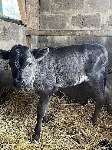 коровы для молоко: Продаю | Корова (самка), Тёлка, Музоо, торпок | Швицкая, Аулиекольская | На откорм | Племенные — 2