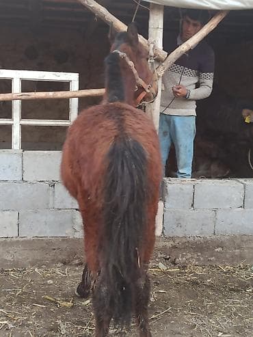 Аквариумы: Продаю | Жеребенок | Рабочий — 2