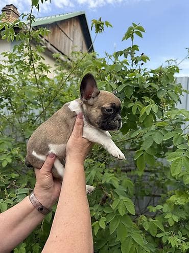 сколько стоит далматин: Продаются щенки французского бульдога. - Порода: французский бульдог — 3