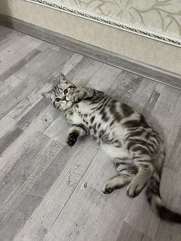 Скотиш Страйт (Шотландская прямоухая), 4 месяца, Мальчик