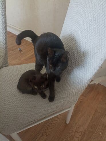 новорожденные котята: Чёрные котята - На фото — два чёрных короткошёрстных котёнка с — 2