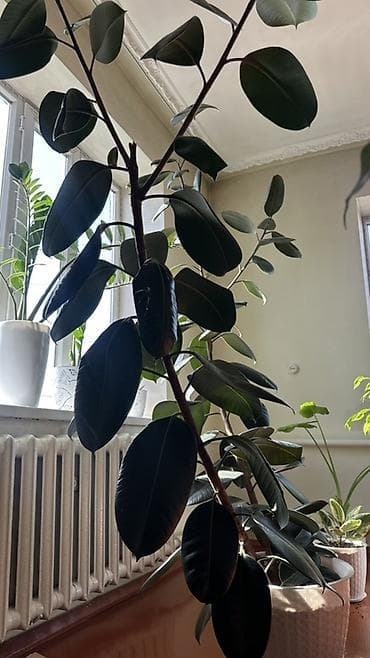 искусственная лиана: Фикус эластика (каучуконосный), крупное комнатное растение с плотными — 2