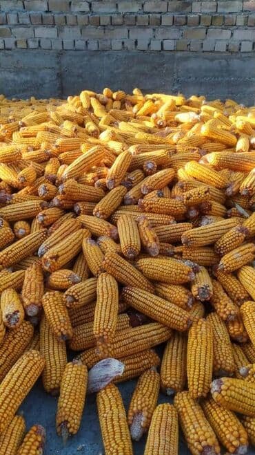 Продаю кукуруза рушенная в мешках, есть доставка at lalafo.kg Продаю кукуруза рушенная в мешках, есть доставка