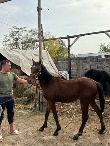 куры доминанты: Продаю | Жеребенок | Конный спорт — 3