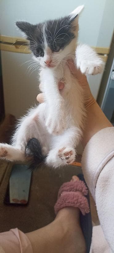 манчкин котята: Котёнок, окраска чёрно‑белая (маска на мордочке, белая грудка и — 2