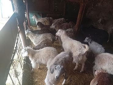 редкие экзотические животные: Продаю | Коза (самка) | Полукровка | Для разведения — 1