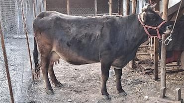 ежик живой: Продаю | Корова (самка) | Полукровка | Для молока | Привязанные — 5