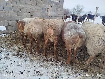 овцы дорпер купить: Продаю | Овца (самка) | Для разведения — 6