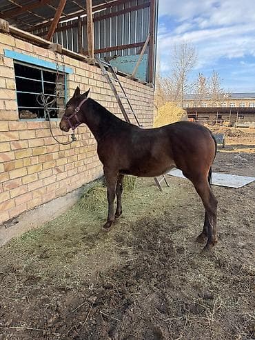 машка собака: Продаю | Жеребенок | Конный спорт — 9