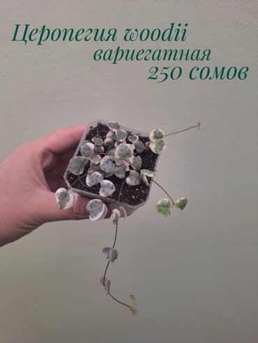 сколько стоит аквариум для рыбок: ● Комнатные растения (укоренённые черенки, молодые растения, взрослые — 6