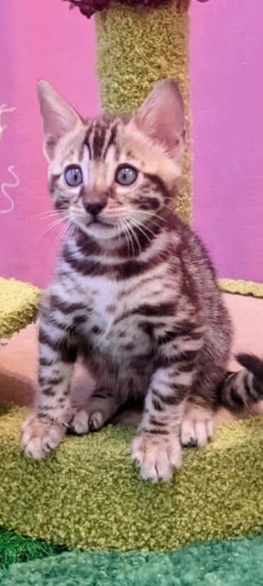 Бенгальская, 2 месяца, Мальчик, Приучена к лотку, Проглистована, С документами