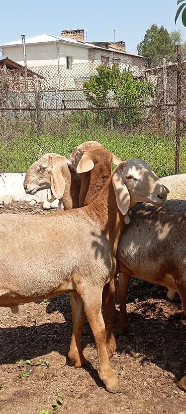 лягушки живые: Продаю | Ягненок | Для разведения | Племенные — 2