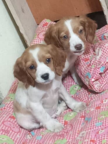 продажа собак бишкек: Продаю щенков русского спаниеля,возраст полтора месяца,проглистованы — 1