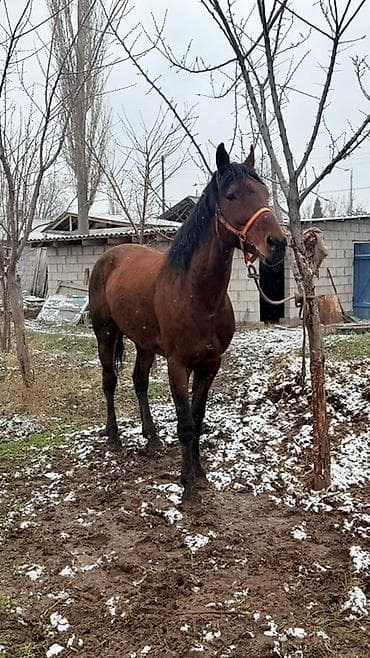 отдам собаку в хорошие руки бишкек: Продаю | Конь (самец) | Полукровка, Английская | Конный спорт — 3