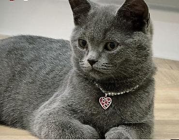 пони конь: Британская короткошёрстная, 9 месяцев, Девочка, Серый, Приучена к лотку, Проглистована, С прививками — 1