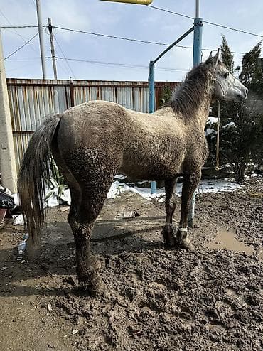 Продаю | Конь (самец) | Кара Жорго | На забой, Для разведения | Племенные at lalafo.kg Продаю | Конь (самец) | Кара Жорго | На забой, Для разведения | Племенные