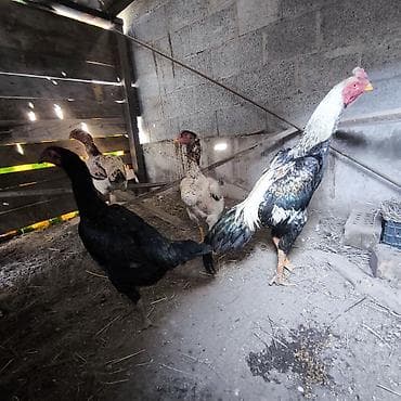 инкубатор курицы: Продаю | Куры, Петух, Цыплята | Бойцовая | Для разведения — 9