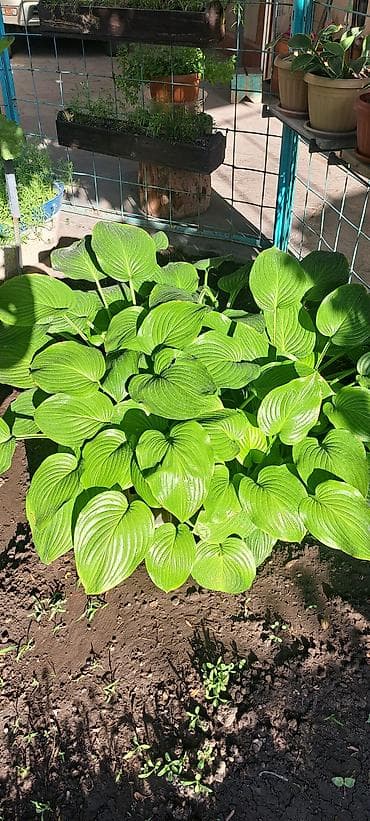 орхидея цветы: Саженцы — 2