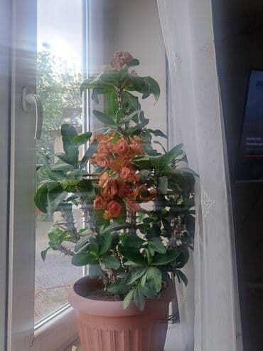 цена искусственного газона: 1000 — 1