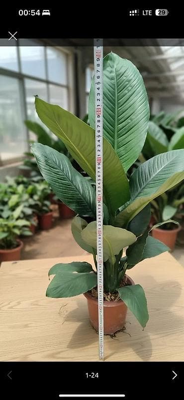 Спатифиллум (Spathiphyllum) — крупное комнатное растение с плотной