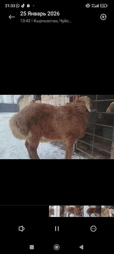 парода ала тоо: Продаю | Баран (самец) | Романовская | На забой — 1