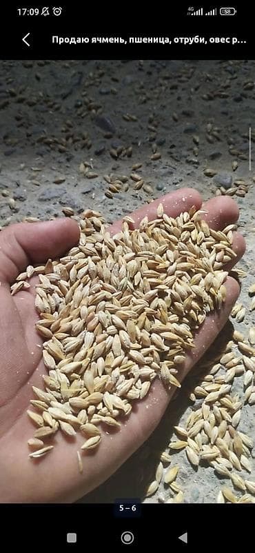 продаю кукруза: Пшеница и ячмень (зерно) - Цельное зерно пшеницы и ячменя, чистое — 2