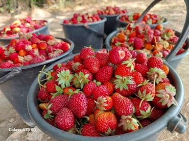 Клубника В розницу