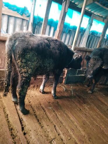 откормленные быки: Продаю | Бык (самец) | На откорм — 3