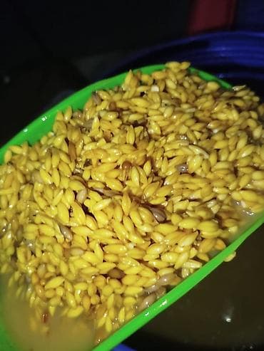 кел кел: Продаю прикормку,на сазана, на амура, и карпа, кислый ячмень Звонить — 1