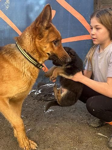 голиштин уйлар: Щенки немецкой овчарки Цена договорная - На фото — помёт щенков от — 8