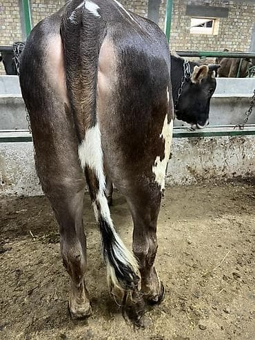 вязка ош: Продаю | Тёлка | Для разведения | Племенные — 3