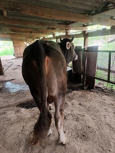 семис тайлар: Продаю | Бык (самец) | Швицкая | Для разведения | Племенные — 3