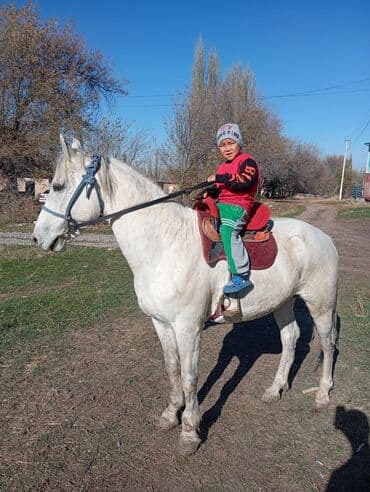 сколько стоит кролик домашний: Сатам | Байтал | Жумушка | Мерин — 1