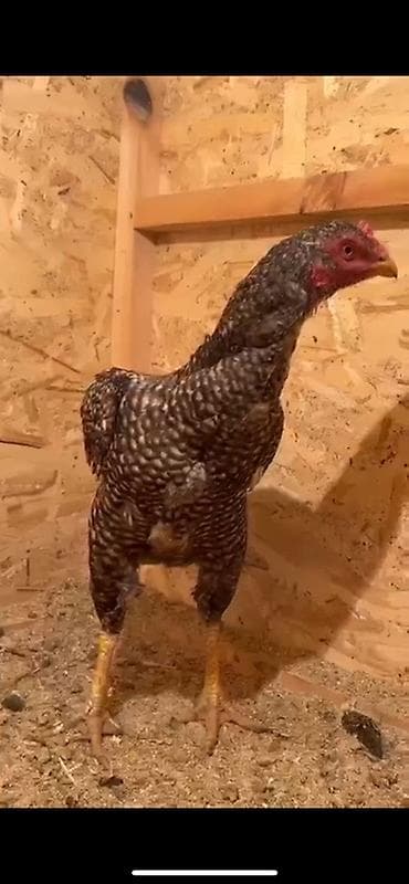 клетка для несушка: Продаю | Куры | Бойцовая | Для разведения — 2