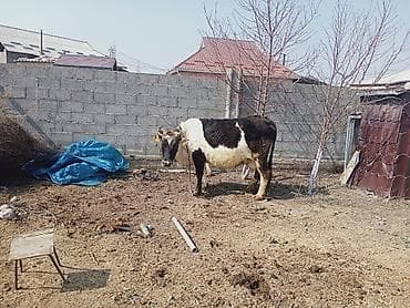 А/ч жаныбарлары үчүн тоюттар: Сатам | Уй (ургаачы) | Сүт алуу үчүн | Байланган — 1