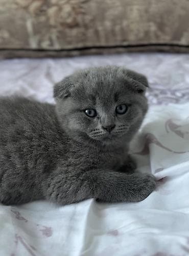 белый шотландский котенок: Скотиш Фолд (Шотландская вислоухая), 2 месяца, Девочка, Голубой, Приучена к лотку — 2