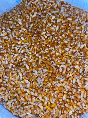 дом попугая: Продаю арпа жем ячмень дроблённый в мешках отруби кебек с погруской и — 7