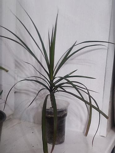 Драцена высота 30 см
Активный рост